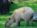 Capybara Hydrochoerus hydrochaeris, Capivara, Carpincho, Ronsoco, Wasserschwein, Capibara, Carpincho, maiale d`acqua, Quiuit