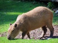 Capybara Hydrochoerus hydrochaeris, Capivara, Carpincho, Ronsoco, Wasserschwein, Capibara, Carpincho, maiale d`acqua, Quiuit