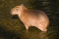 Capybara Hydrochoerus hydrochaeris