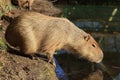 The capybara Hydrochoerus hydrochaeris