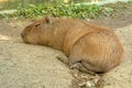 Capybara Hydrochoerus hydrochaeris