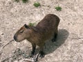 The Capybara Hydrochoerus hydrochaeris, carpincho, Kapibara