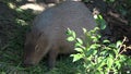 Capybara (Hydrochoerus hydrochaeris) eats grass