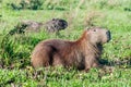 Capybara in Esteros del Ibera Royalty Free Stock Photo