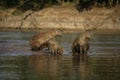 Capybara, Hydrochoerus hydrochaeris