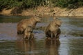 Capybara, Hydrochoerus hydrochaeris