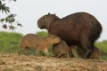 Capybara, Hydrochoerus hydrochaeris