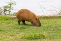 Capybara (Hydrochoerus hydrochaeris) grazing on grass isolated and in selective focus Royalty Free Stock Photo