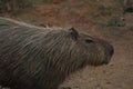 Capybara (Hydrochoerus hydrochaeris), greater capybara, capivara, capincho, BioParque, Rio de Janeiro, Brazil