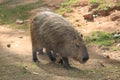 Capybara (Hydrochoerus hydrochaeris), greater capybara, capivara, capincho, BioParque, Rio de Janeiro, Brazil