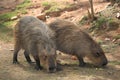 Capybara (Hydrochoerus hydrochaeris), greater capybara, capivara, capincho, BioParque, Rio de Janeiro, Brazil