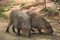 Capybara (Hydrochoerus hydrochaeris), greater capybara, capivara, capincho, BioParque, Rio de Janeiro, Brazil