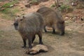 Capybara (Hydrochoerus hydrochaeris), greater capybara, capivara, capincho, BioParque, Rio de Janeiro, Brazil