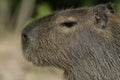 Capybara, Hydrochoerus hydrochaeris