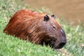 capybara (Hydrochoerus hydrochaeris). isolated, sleeping on grass. Royalty Free Stock Photo