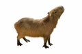 Capybara hydrochoerus hydrochaeris isolated on white background