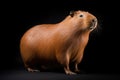 Capybara, hydrochoerus hydrochaeris, the largest house by the water with evening lighting during sunset. An orange evening with a