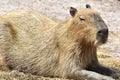 Capybara Hydrochoerus hydrochaeris