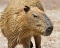 Capybara Hydrochoerus hydrochaeris