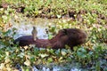 Capybara Hydrochoerus hydrochaeris - Pantanal, Mato Grosso, Brazil