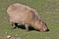 Capybara, Hydrochoerus hydrochaeris, pasture