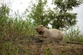 Capybara Hydrochoerus hydrochaeris - Peru South America