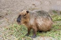 Capybara Hydrochoerus hydrochaeris sitting on the grass ground