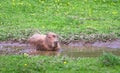 A capybara Hydrochoerus hydrochaeris soaks