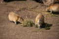 Three baby Capybaras (Hydrochoerus hydrochaeris)