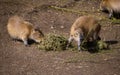 Two baby Capybaras (Hydrochoerus hydrochaeris)