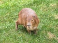 Capybara hydrochoerus hydrochaeris walking on the grass
