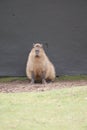 Capybara - Hydrochoerus hydrochaeris