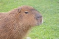 Capybara - Hydrochoerus hydrochaeris