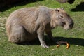 Capybara (Hydrochoerus hydrochaeris).