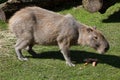 Capybara (Hydrochoerus hydrochaeris).