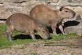 Capybara (Hydrochoerus hydrochaeris).