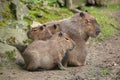 Capybara Hydrochoerus hydrochaeris