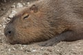 Capybara Hydrochoerus hydrochaeris. Royalty Free Stock Photo
