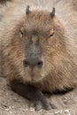 Capybara Hydrochoerus hydrochaeris.