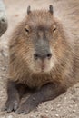 Capybara Hydrochoerus hydrochaeris. Royalty Free Stock Photo