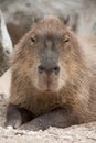 Capybara Hydrochoerus hydrochaeris.