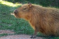 Capybara - World largest rodent