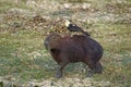 Capybara, hydrochoerus hydrochaeris with Yellow Headed Caracara, milvago chimachima, the Largest Rodent in the World, Los Lianos