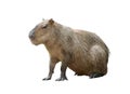 Capybara isolated
