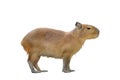 Capybara isolated on white background.