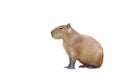 Capybara isolated on white background.