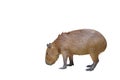 Capybara isolated on white background.