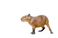 Capybara isolated on white background.