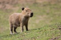 Capybara juvenile Royalty Free Stock Photo