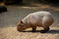 Capybara - Kapibara the largest living rodent in the world Royalty Free Stock Photo